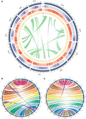 A de novo chromosome-scale assembly of the Lablab purpureus genome